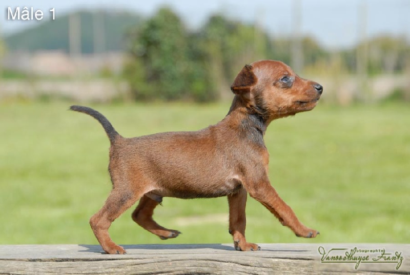 De la Maison d'Este - Pinscher nain - Portée née le 27/03/2013