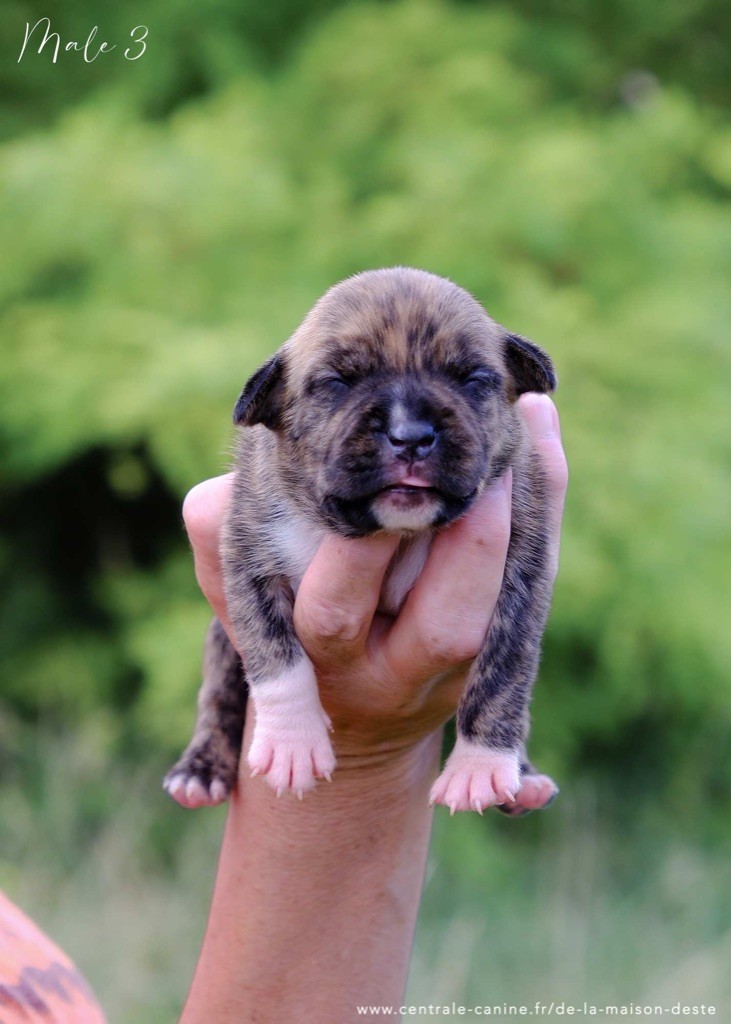 De la Maison d'Este - Chiots disponibles - American Staffordshire Terrier