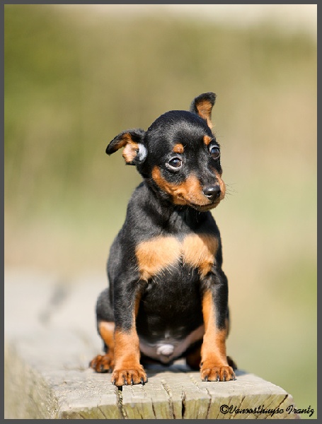 De la Maison d'Este - Pinscher nain - Portée née le 11/01/2011