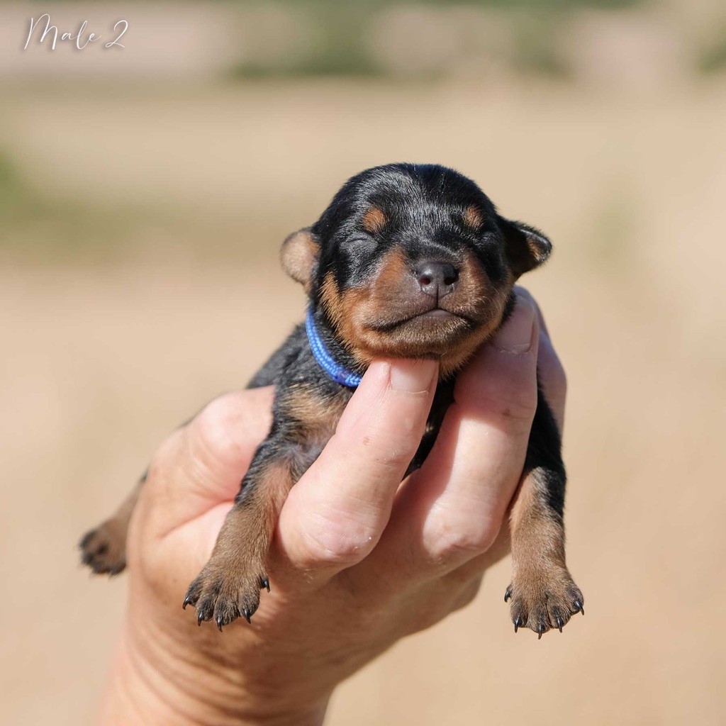 De la Maison d'Este - Chiots disponibles - Pinscher nain