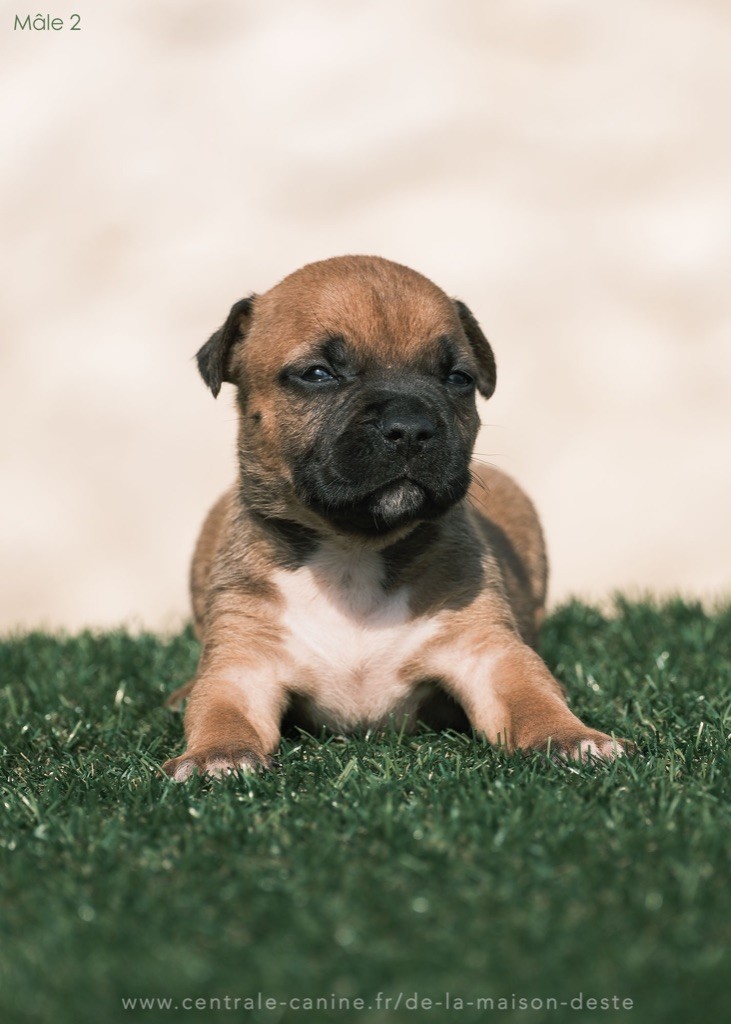 De la Maison d'Este - Chiots disponibles - American Staffordshire Terrier