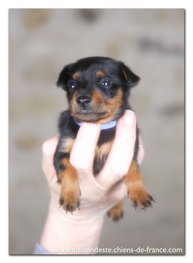De la Maison d'Este - Pinscher nain - Portée née le 16/12/2021