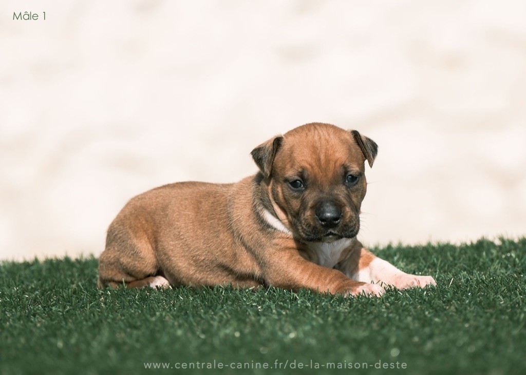 De la Maison d'Este - Chiots disponibles - American Staffordshire Terrier