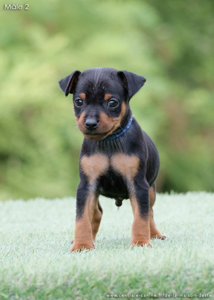 De la Maison d'Este - Chiots disponibles - Pinscher nain