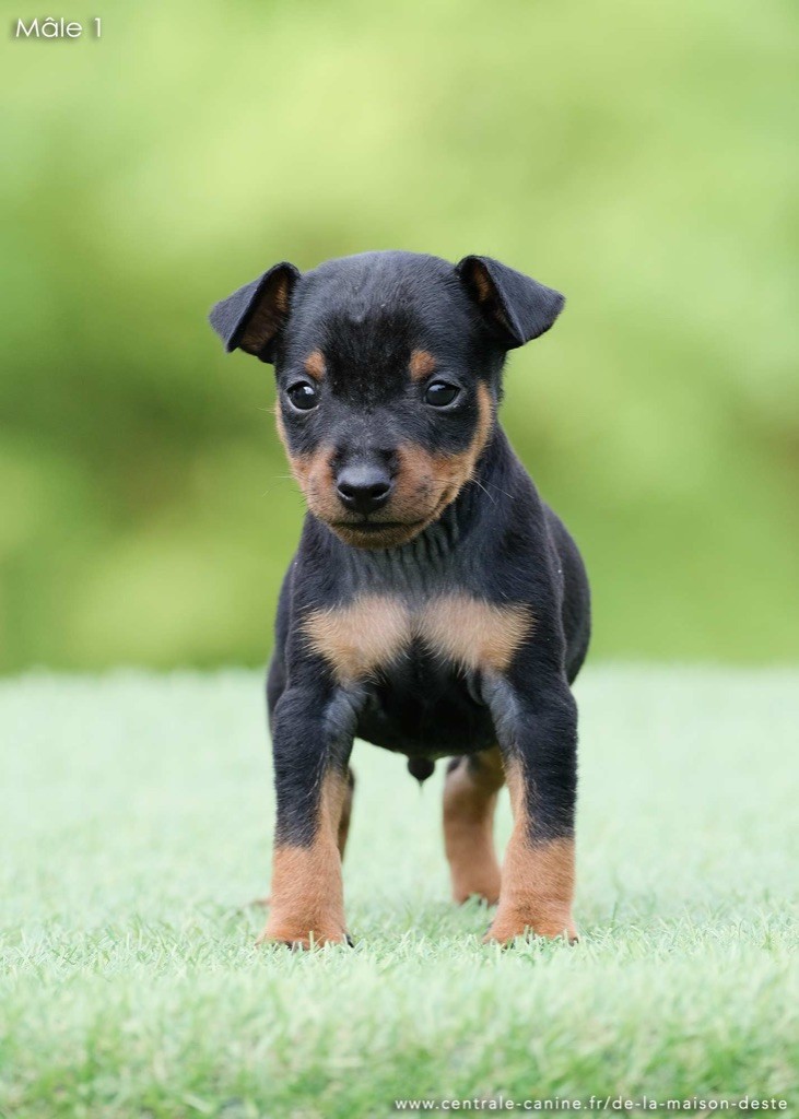 De la Maison d'Este - Chiots disponibles - Pinscher nain