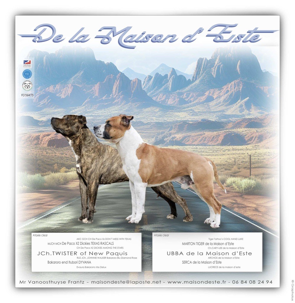 Chiot American Staffordshire Terrier De la Maison d'Este