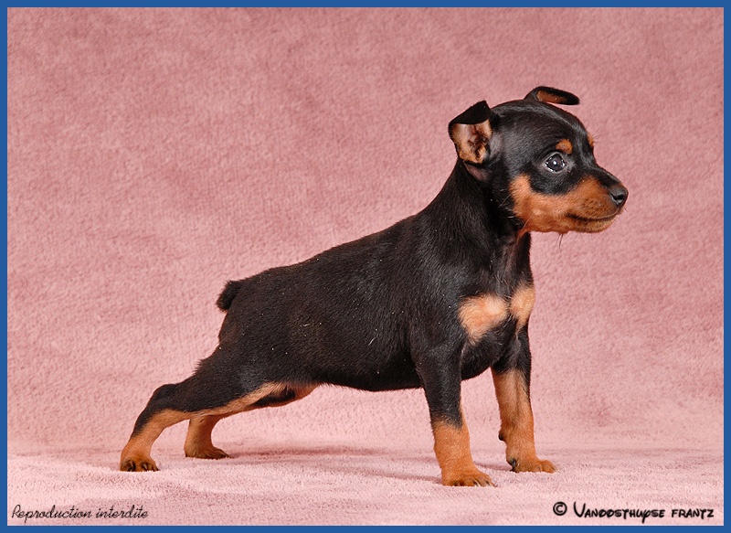 De la Maison d'Este - Pinscher nain - Portée née le 08/11/2010