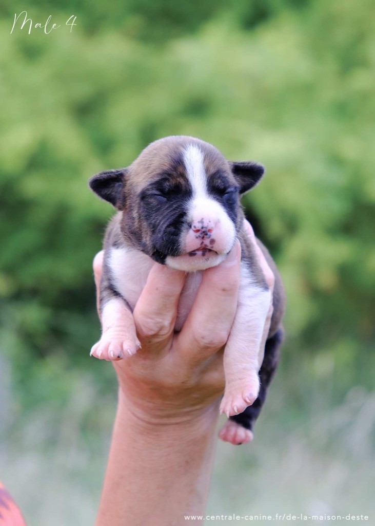 De la Maison d'Este - Chiots disponibles - American Staffordshire Terrier