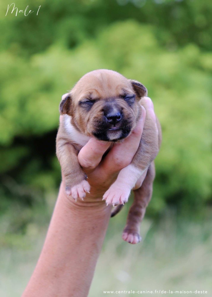 De la Maison d'Este - Chiots disponibles - American Staffordshire Terrier