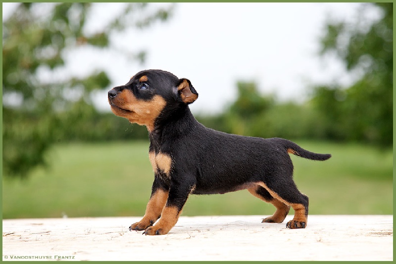 De la Maison d'Este - Pinscher nain - Portée née le 20/07/2015
