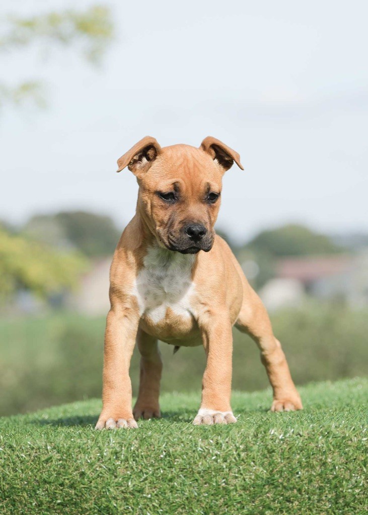 De la Maison d'Este - Chiots disponibles - American Staffordshire Terrier