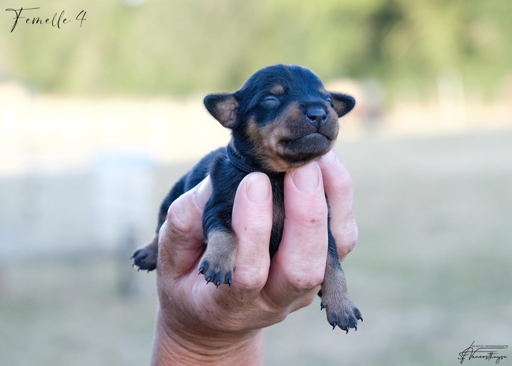 De la Maison d'Este - Chiots disponibles - Pinscher nain