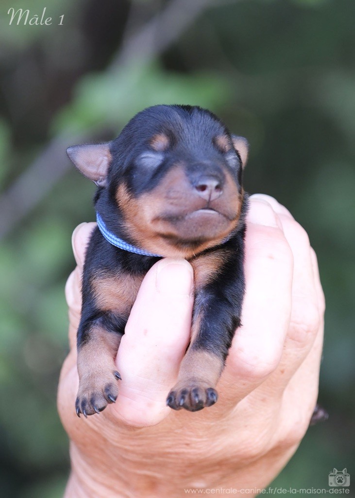 De la Maison d'Este - Chiots disponibles - Pinscher nain