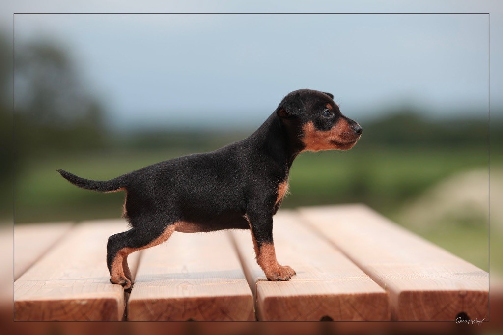 De la Maison d'Este - Pinscher nain - Portée née le 16/04/2019