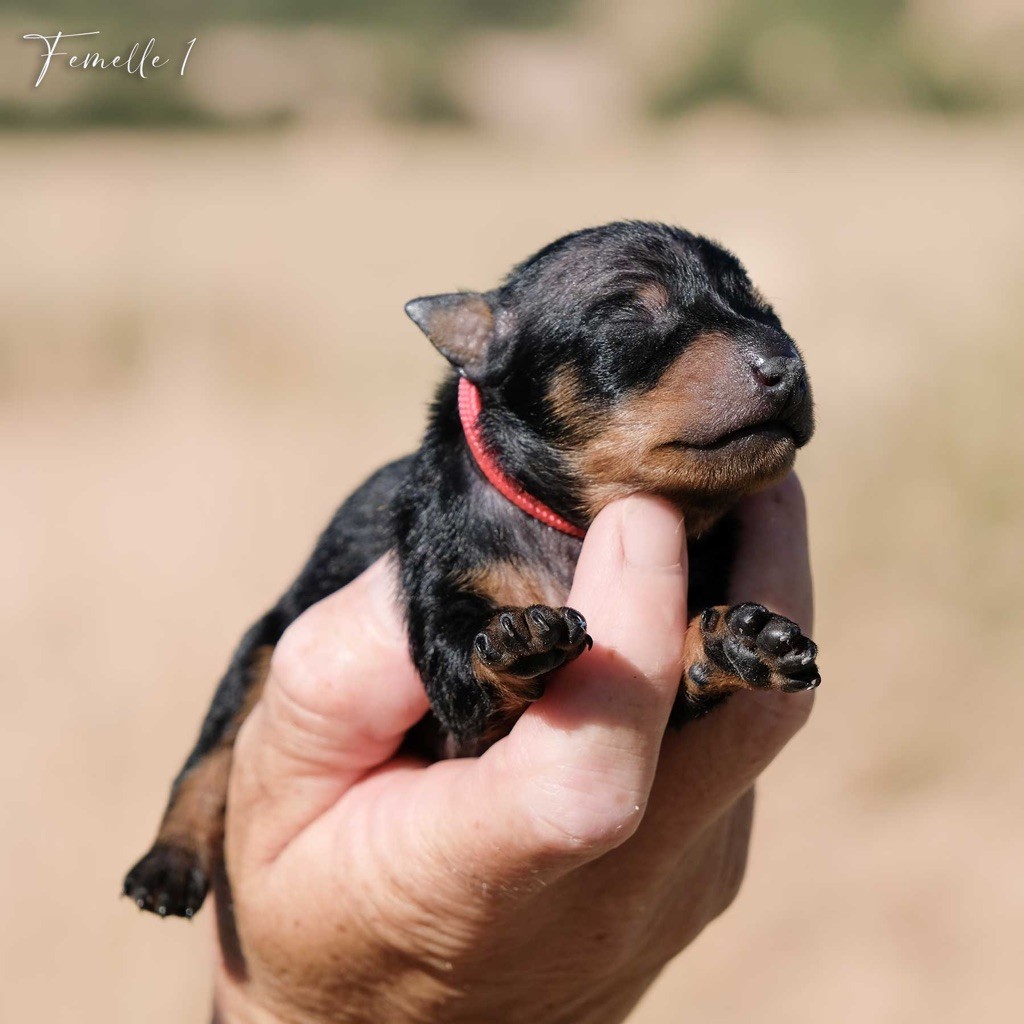 De la Maison d'Este - Chiots disponibles - Pinscher nain