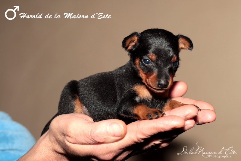 De la Maison d'Este - Pinscher nain - Portée née le 11/10/2012