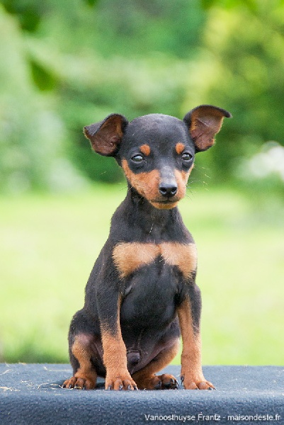 De la Maison d'Este - Pinscher nain - Portée née le 30/05/2014