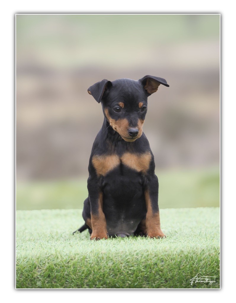 De la Maison d'Este - Chiots disponibles - Pinscher nain