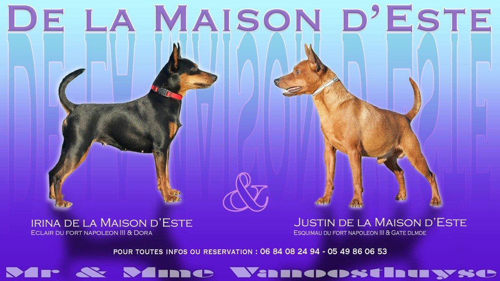 De la Maison d'Este - Pinscher nain - Portée née le 21/04/2017