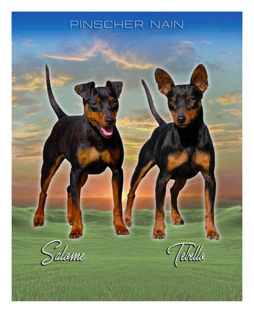 Chiot Pinscher nain De la Maison d'Este
