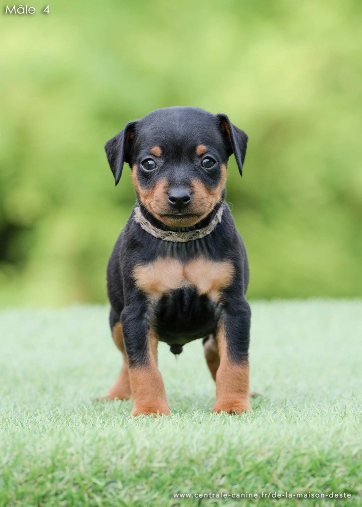 De la Maison d'Este - Chiots disponibles - Pinscher nain