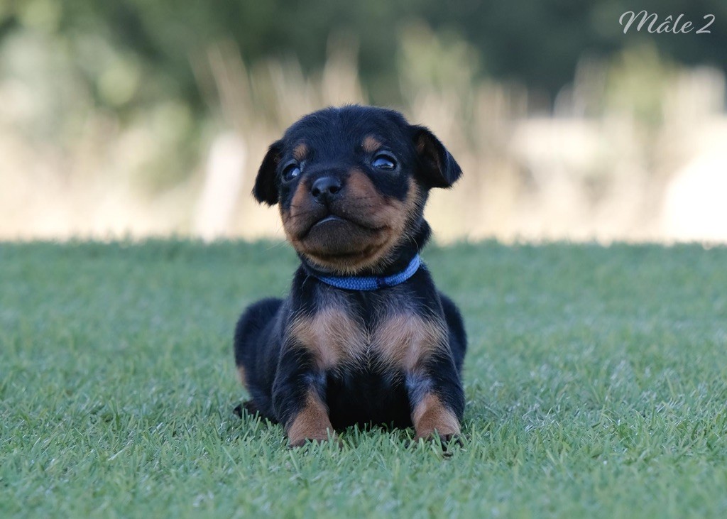 De la Maison d'Este - Chiots disponibles - Pinscher nain