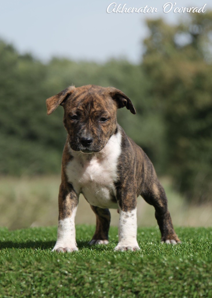 De la Maison d'Este - Chiots disponibles - American Staffordshire Terrier