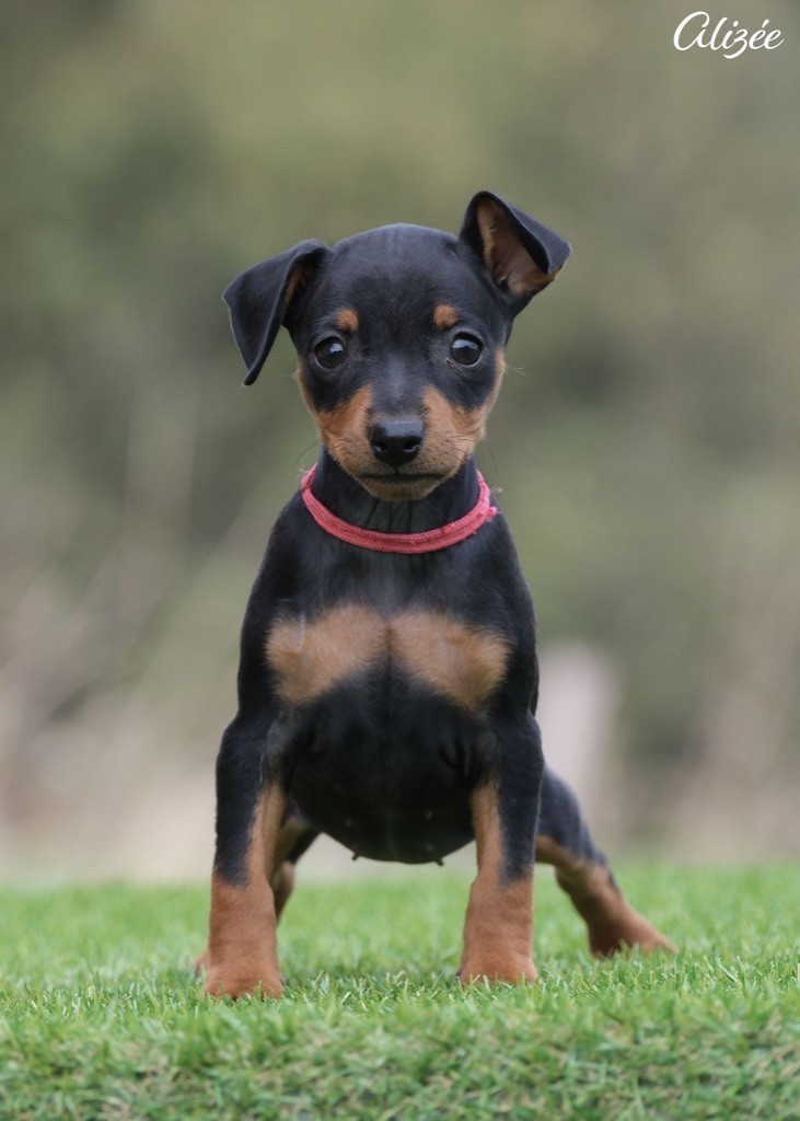 De la Maison d'Este - Chiots disponibles - Pinscher nain