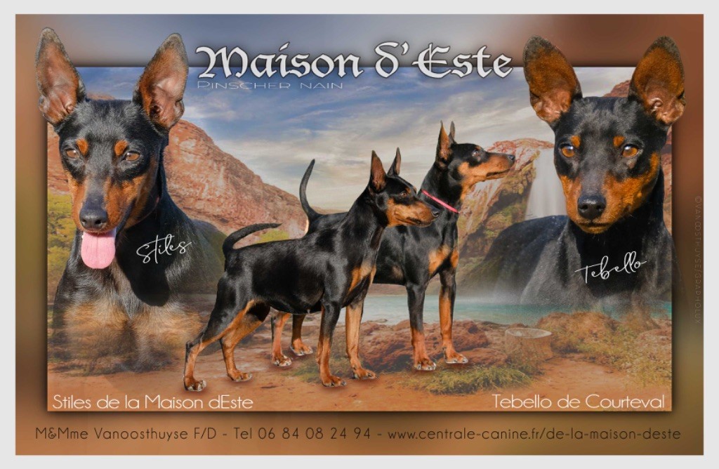 De la Maison d'Este - Pinscher nain - Portée née le 09/04/2024
