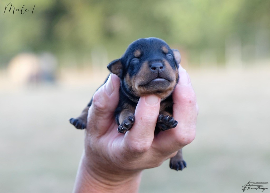 De la Maison d'Este - Chiots disponibles - Pinscher nain