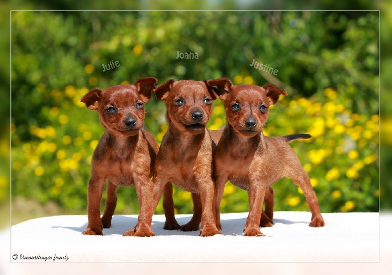 De la Maison d'Este - Pinscher nain - Portée née le 07/04/2014