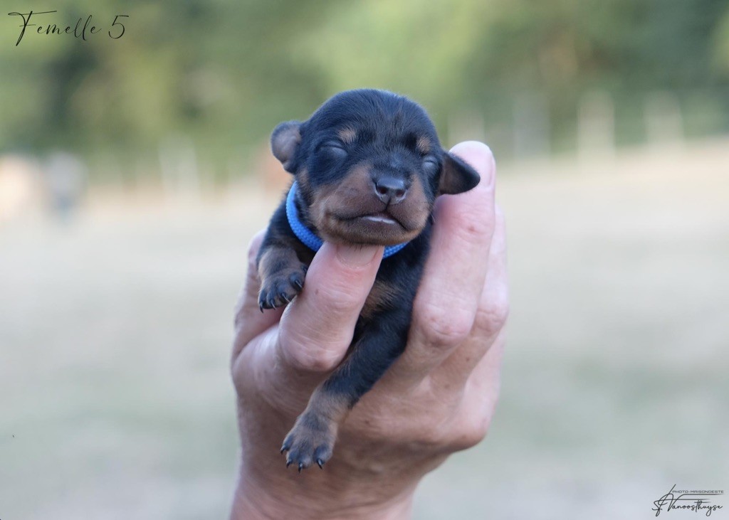 De la Maison d'Este - Chiots disponibles - Pinscher nain