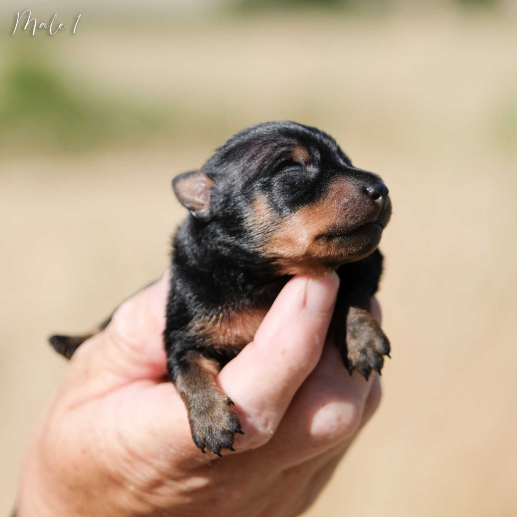 De la Maison d'Este - Chiots disponibles - Pinscher nain