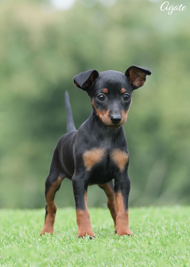 De la Maison d'Este - Chiots disponibles - Pinscher nain