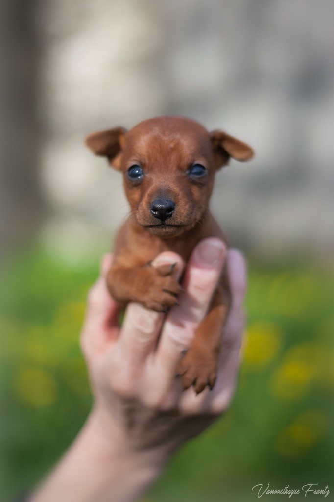 De la Maison d'Este - Pinscher nain - Portée née le 15/10/2018