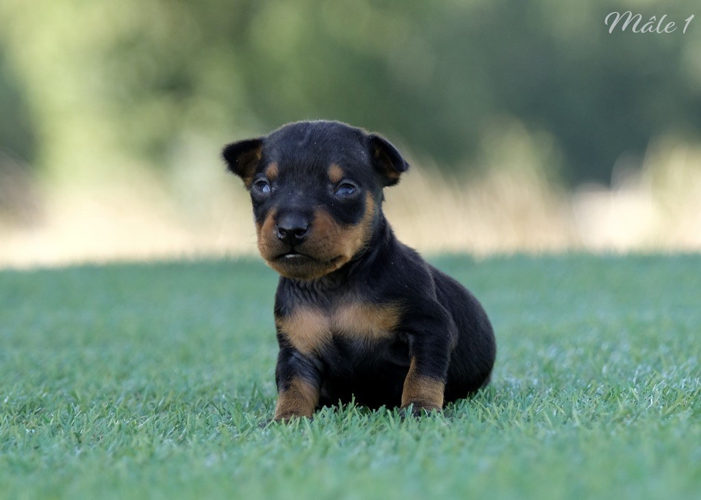 De la Maison d'Este - Chiots disponibles - Pinscher nain