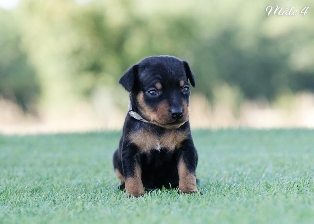 De la Maison d'Este - Chiots disponibles - Pinscher nain