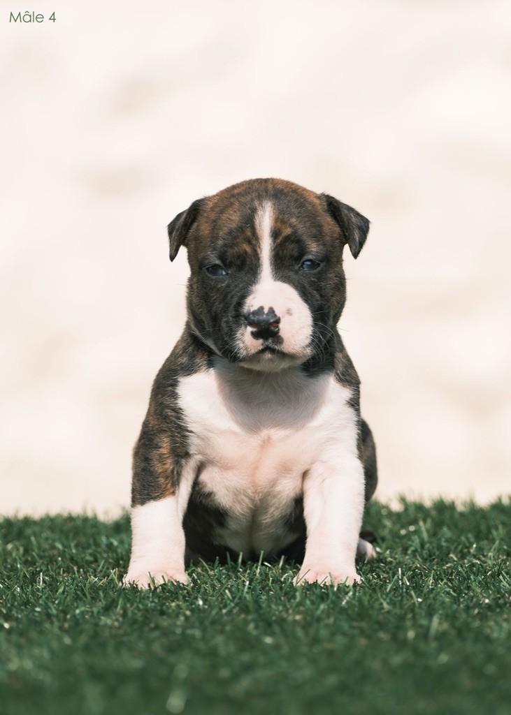 De la Maison d'Este - Chiots disponibles - American Staffordshire Terrier