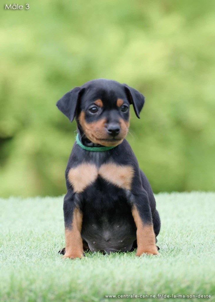 De la Maison d'Este - Chiots disponibles - Pinscher nain