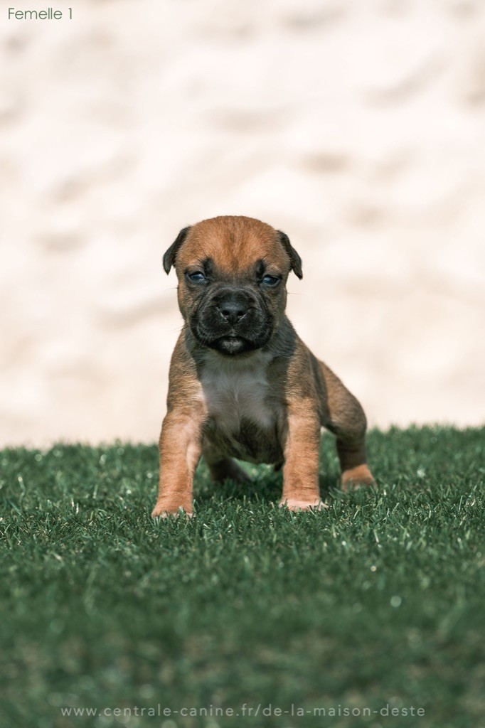 De la Maison d'Este - Chiots disponibles - American Staffordshire Terrier