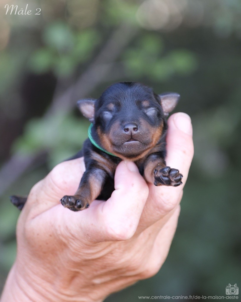 De la Maison d'Este - Chiots disponibles - Pinscher nain