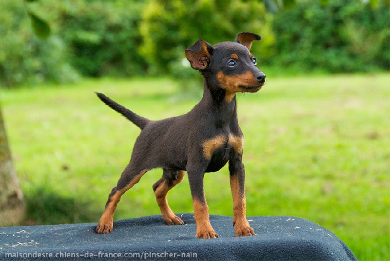 De la Maison d'Este - Pinscher nain - Portée née le 30/05/2014