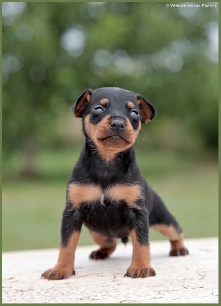 De la Maison d'Este - Pinscher nain - Portée née le 20/07/2015