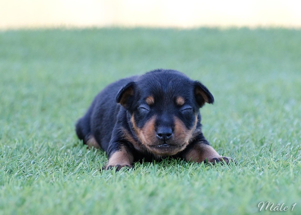 De la Maison d'Este - Chiots disponibles - Pinscher nain