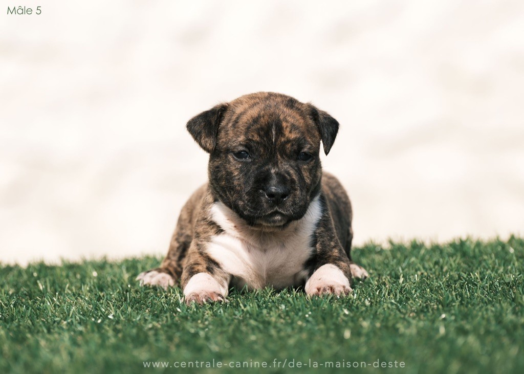 De la Maison d'Este - Chiots disponibles - American Staffordshire Terrier