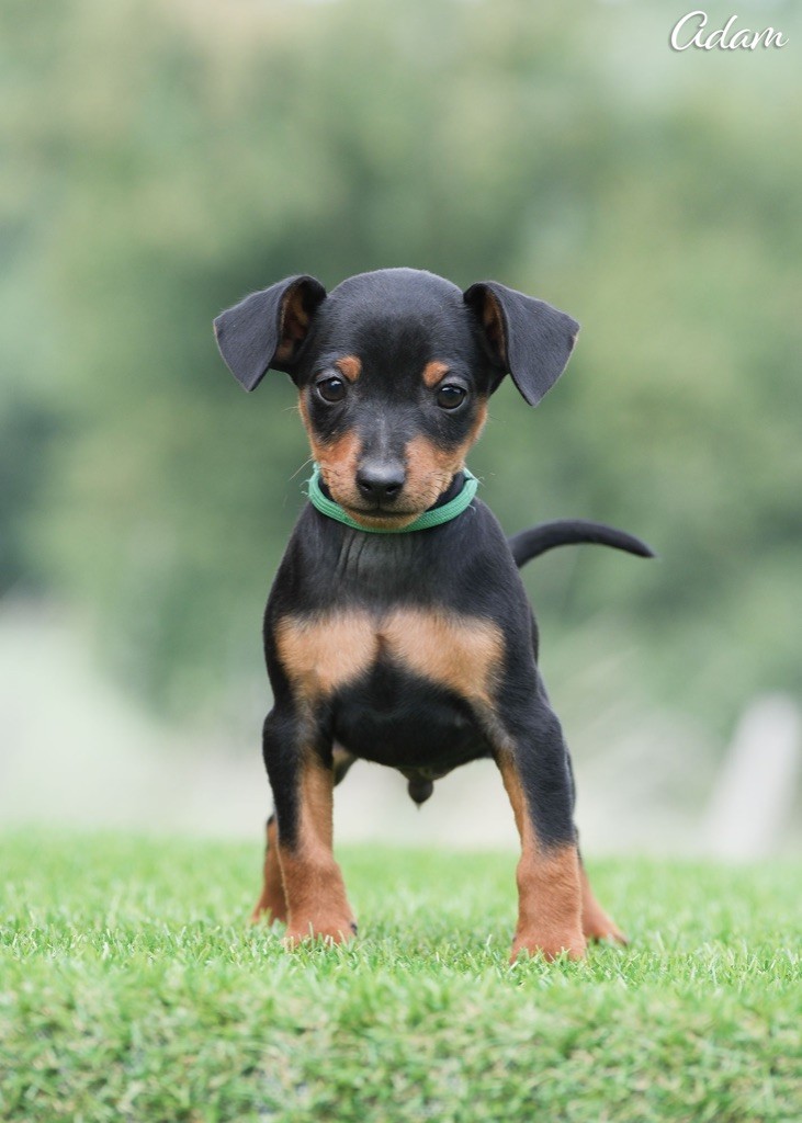 De la Maison d'Este - Chiots disponibles - Pinscher nain