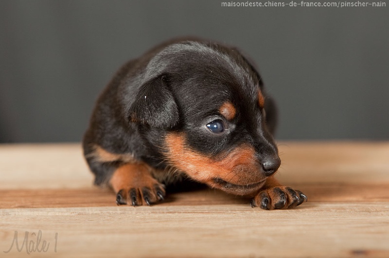 De la Maison d'Este - Pinscher nain - Portée née le 23/11/2014