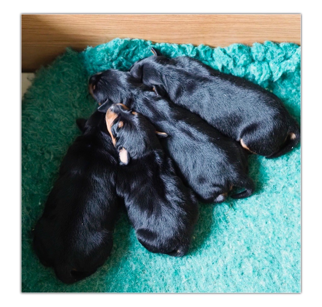 Chiot Pinscher nain De la Maison d'Este