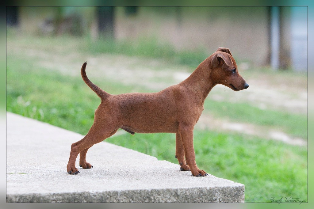 De la Maison d'Este - Pinscher nain - Portée née le 19/05/2017