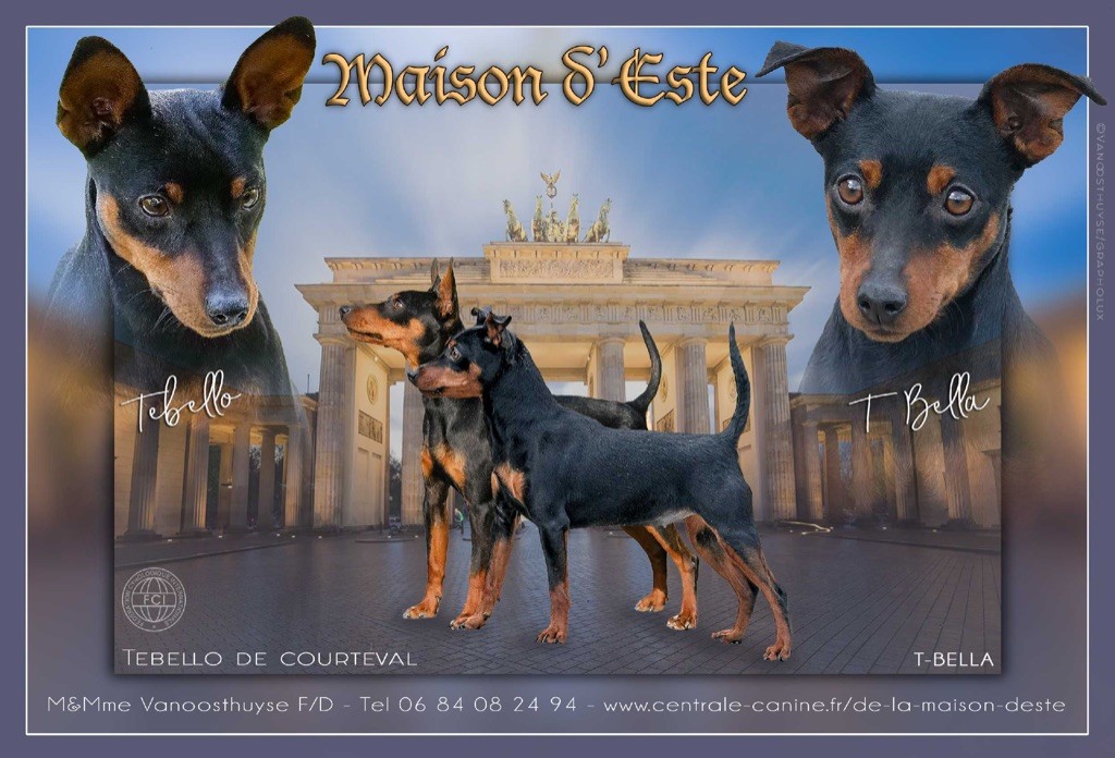 Chiot Pinscher nain De la Maison d'Este